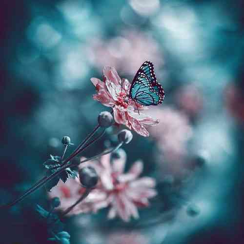 موسی الرضا هاتفی بی وفا رفتی دلم را کردی تکه پاره بی هوا